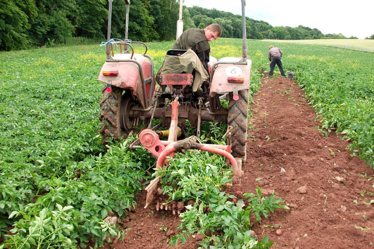 02a-Fruehkartoffelernte