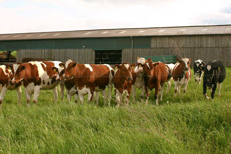 03c-Jungrinder-auf-Weide